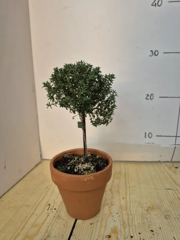 Timo alb. 11 vaso coccio V. 10 cm - Riviera Quality Societa' Agricola Cooperativa