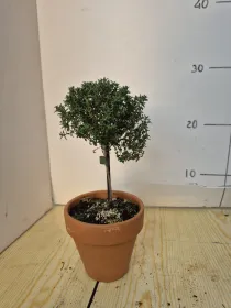 Timo alb. 11 vaso coccio V. 10 cm - Riviera Quality Societa' Agricola Cooperativa