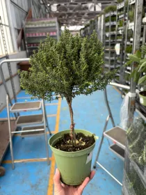 Timo alb. 14 V. 14 cm - Riviera Quality Societa' Agricola Cooperativa