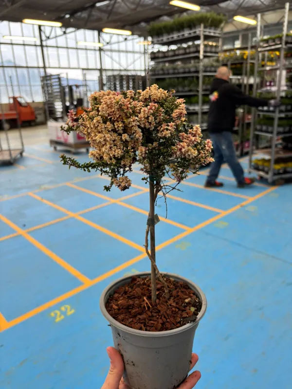 Timo alb. foxley 14 V. 14 cm - Riviera Quality Societa' Agricola Cooperativa