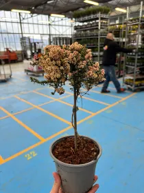 Timo alb. foxley 14 V. 14 cm - Riviera Quality Societa' Agricola Cooperativa