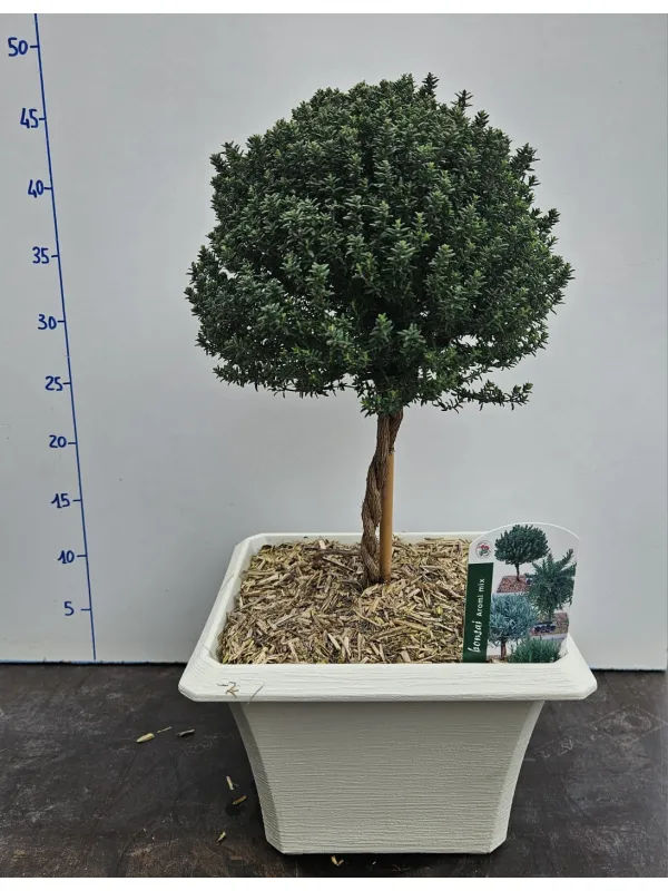 Timo alb.bonsai 23x23 V. 23 cm - Riviera Quality Societa' Agricola Cooperativa