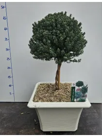 Timo alb.bonsai 23x23 V. 23 cm - Riviera Quality Societa' Agricola Cooperativa