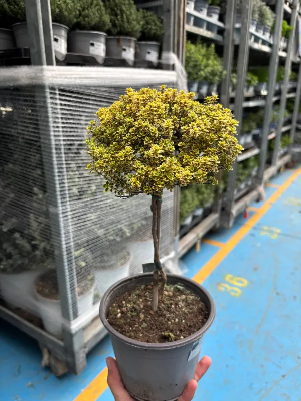 Timo aureo alb. 14 V. 14 cm - Riviera Quality Societa' Agricola Cooperativa