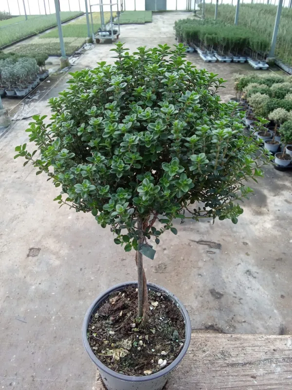 Timo citriodoro alb. 14 V. 14 cm - Riviera Quality Societa' Agricola Cooperativa