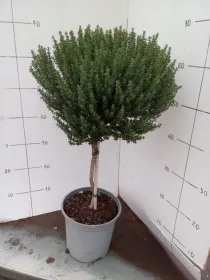 Timo faustini alb 18 V. 18 cm - Riviera Quality Societa' Agricola Cooperativa