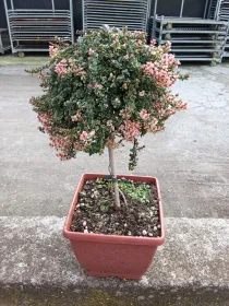 Timo foxley alb 19x19 bonsai V. 19 cm - Riviera Quality Societa' Agricola Cooperativa