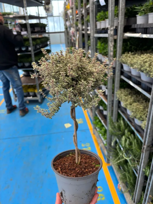 Timo silver queen alb 14 V. 14 cm - Riviera Quality Societa' Agricola Cooperativa