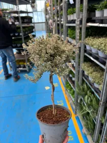 Timo silver queen alb 14 V. 14 cm - Riviera Quality Societa' Agricola Cooperativa