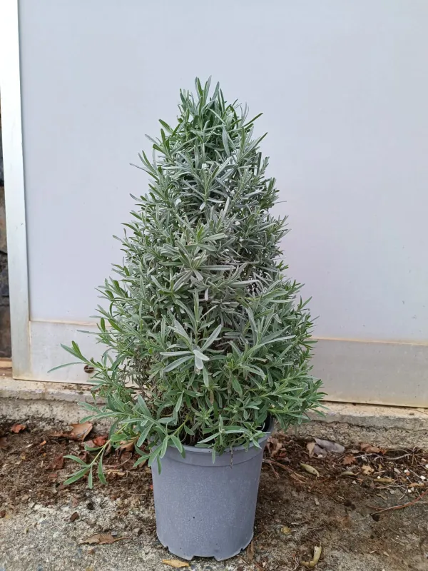 Lavanda piramide 18 V. 18 cm - Riviera Quality Societa' Agricola Cooperativa