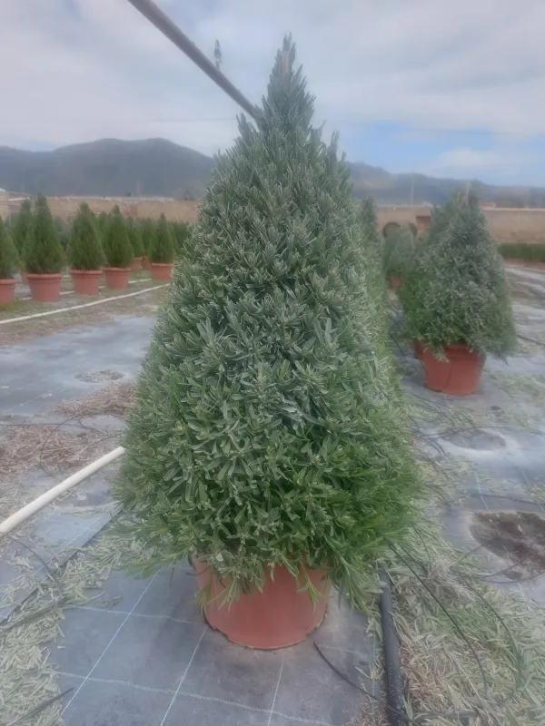 Lavanda piramide 30 V. 30 cm - Riviera Quality Societa' Agricola Cooperativa