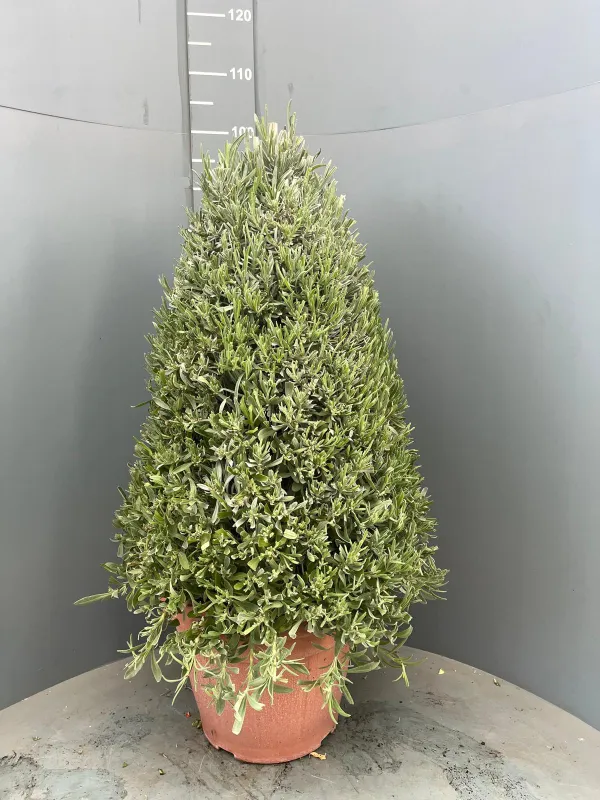 Lavanda piramide 35 V. 35 cm - Riviera Quality Societa' Agricola Cooperativa