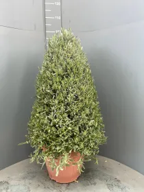 Lavanda piramide 35 V. 35 cm - Riviera Quality Societa' Agricola Cooperativa