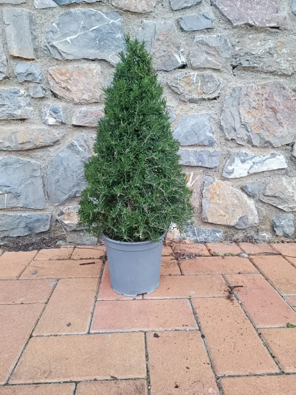 Rosmarino piramide 18 V. 18 cm - Riviera Quality Societa' Agricola Cooperativa