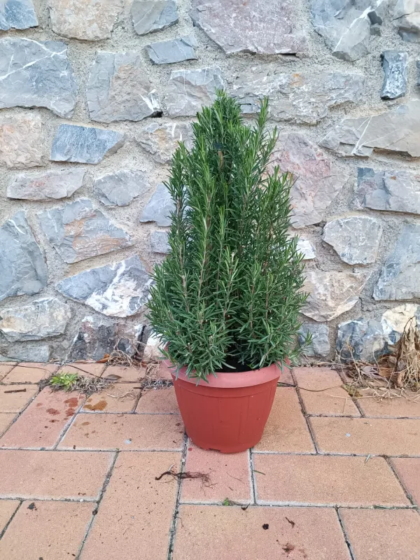 Rosmarino piramide 25 V. 25 cm - Riviera Quality Societa' Agricola Cooperativa