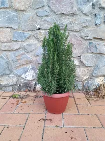 Rosmarino piramide 25 V. 25 cm - Riviera Quality Societa' Agricola Cooperativa