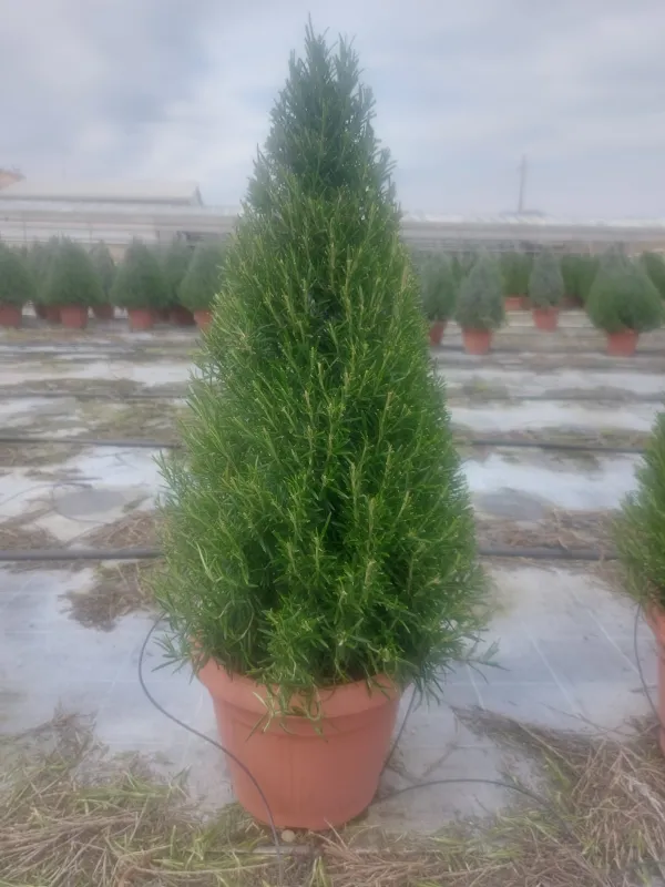 Rosmarino piramide 30 V. 30 cm - Riviera Quality Societa' Agricola Cooperativa