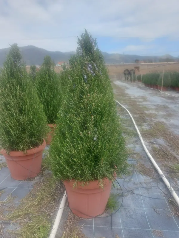 Rosmarino piramide 35 V. 35 cm - Riviera Quality Societa' Agricola Cooperativa