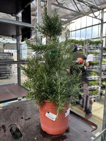 Rosmarino prostrato piramide 18 V. 18 cm - Riviera Quality Societa' Agricola Cooperativa