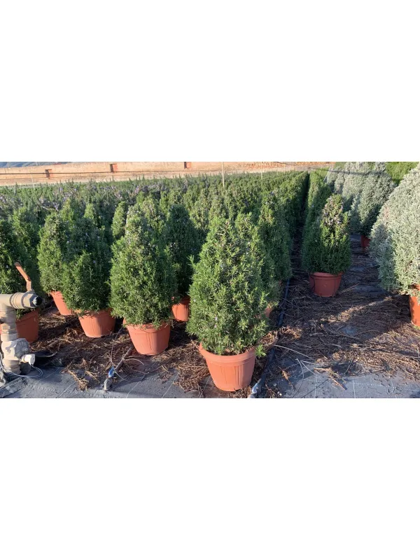 Rosmarino prostrato piramide 25 V. 25 cm - Riviera Quality Societa' Agricola Cooperativa