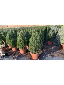 Rosmarino prostrato piramide 25 V. 25 cm - Riviera Quality Societa' Agricola Cooperativa