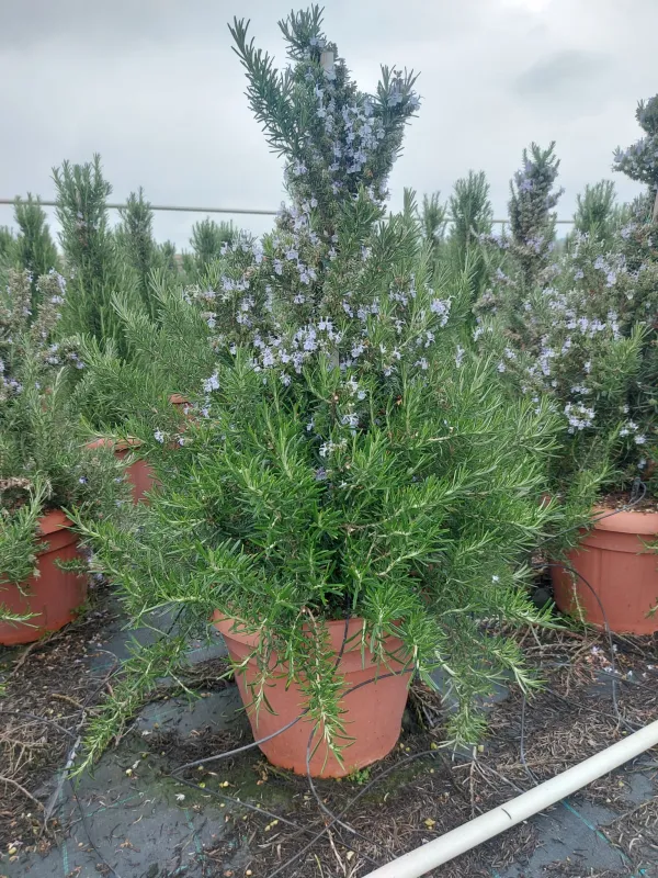 Rosmarino prostrato piramide 35 V. 35 cm - Riviera Quality Societa' Agricola Cooperativa