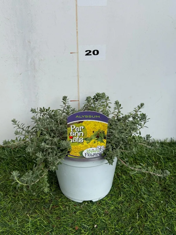 Alyssum montanum 14 V. 14 cm - Riviera Quality Societa' Agricola Cooperativa