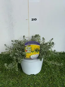 Alyssum montanum 14 V. 14 cm - Riviera Quality Societa' Agricola Cooperativa