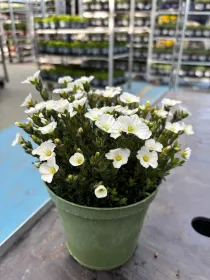 Arenaria montana 14 V. 14 cm - Riviera Quality Societa' Agricola Cooperativa
