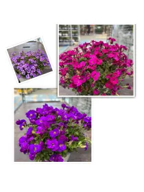 Aubretia 14 da talea V. 14 cm - Riviera Quality Societa' Agricola Cooperativa