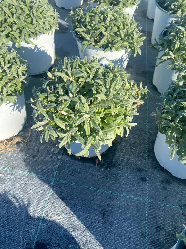 Cerastium 14 V. 14 cm - Riviera Quality Societa' Agricola Cooperativa