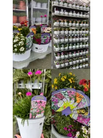 Perenni mix 14 V. 14 cm - Riviera Quality Societa' Agricola Cooperativa