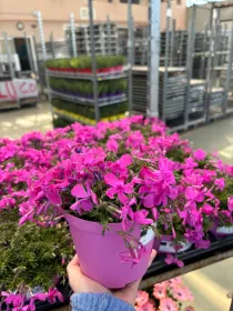 Phlox 14 V. 14 cm - Riviera Quality Societa' Agricola Cooperativa