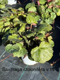 Saxifraga stolonifera 14 V. 14 cm - Riviera Quality Societa' Agricola Cooperativa