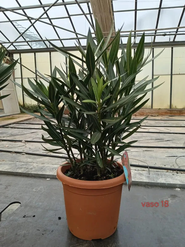 Oleandro 18 V. 18 cm - Riviera Quality Societa' Agricola Cooperativa