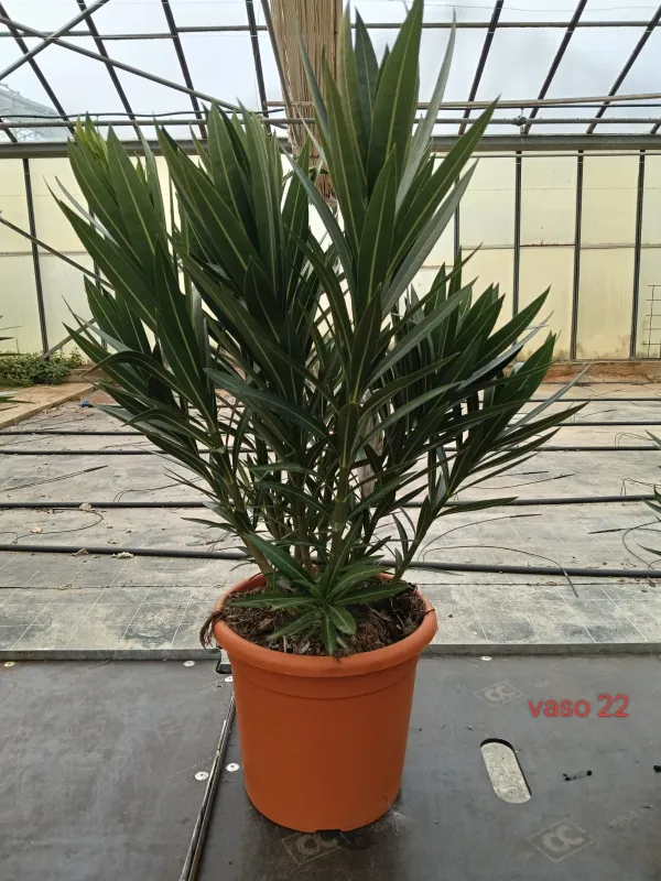 Oleandro 22 V. 22 cm - Riviera Quality Societa' Agricola Cooperativa