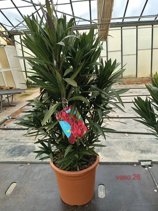 Oleandro 26/27 V. 26 cm - Riviera Quality Societa' Agricola Cooperativa