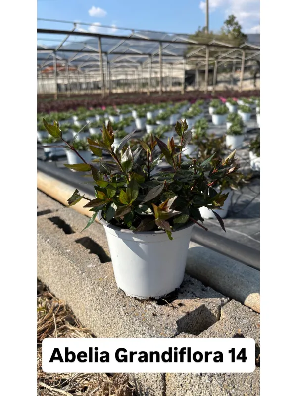 Abelia grandiflora 15 V. 15 cm - Riviera Quality Societa' Agricola Cooperativa