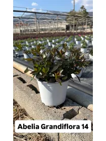 Abelia grandiflora 15 V. 15 cm - Riviera Quality Societa' Agricola Cooperativa