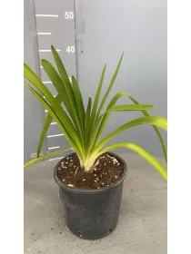 Agapanthus africanus 16 V. 16 cm - Riviera Quality Societa' Agricola Cooperativa