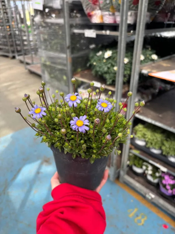 Agathea 14 V. 14 cm - Riviera Quality Societa' Agricola Cooperativa