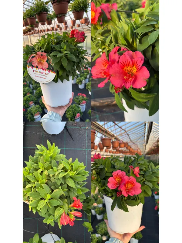 Alstroemeria 18 V. 18 cm - Riviera Quality Societa' Agricola Cooperativa