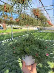 Anacylus depressus 14 V. 14 cm - Riviera Quality Societa' Agricola Cooperativa