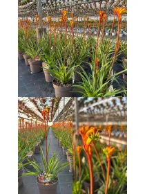 Anigozanthos "zampe di canguro" 18 V. 18 cm - Riviera Quality Societa' Agricola Cooperativa