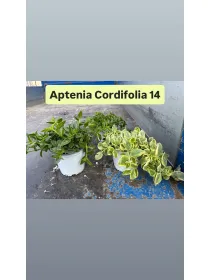 Aptenia cordifolia 14 V. 14 cm - Riviera Quality Societa' Agricola Cooperativa