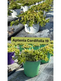 Aptenia cordifolia 18 V. 18 cm - Riviera Quality Societa' Agricola Cooperativa