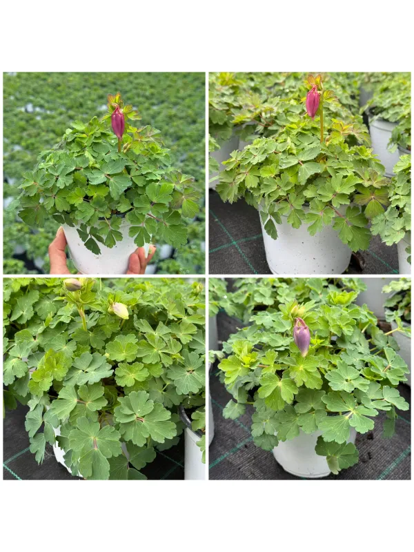 Aquilegia 14 V. 14 cm - Riviera Quality Societa' Agricola Cooperativa