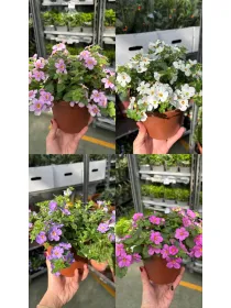 Bacopa 14 V. 14 cm - Riviera Quality Societa' Agricola Cooperativa