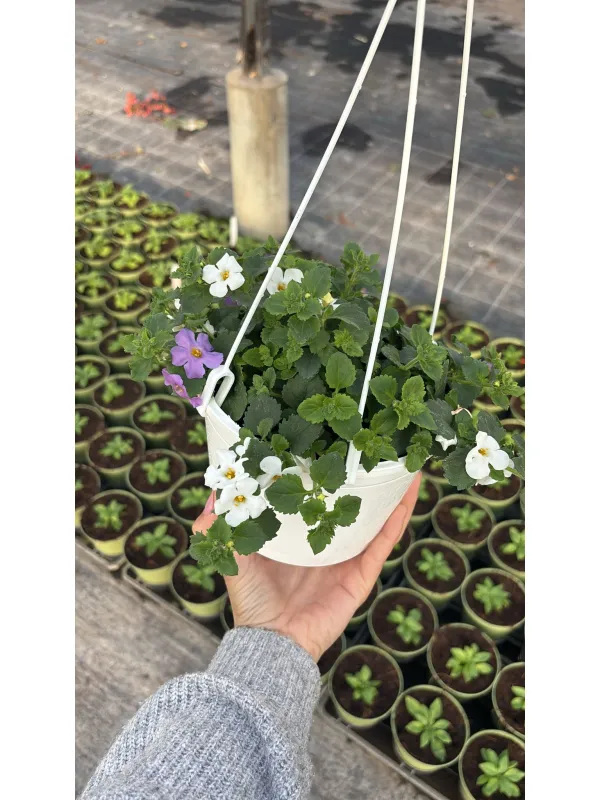 Bacopa bsk 16 V. 16 cm - Riviera Quality Societa' Agricola Cooperativa