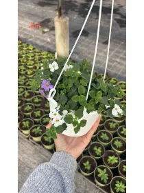 Bacopa bsk 16 V. 16 cm - Riviera Quality Societa' Agricola Cooperativa